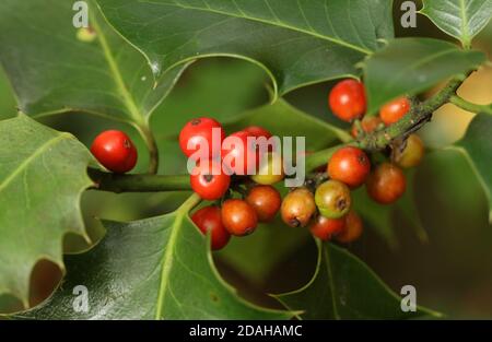 Ein Zweig und Beeren eines Holly-Baumes, der im Wald wächst. Stockfoto