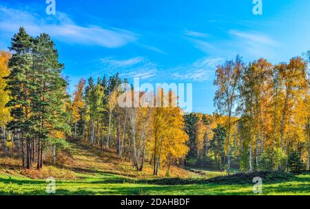 Gemäht Wiese mit grünem Gras in der Nähe Herbstwald auf Hügel mit bunten hellen Laub. Malerische Herbstlandschaft - goldene Birken und grüne Kiefern Stockfoto