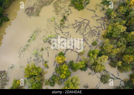 Überfluteter Uferwald mit Baumstämmen, die auf der Wasseroberfläche schwimmen Aus der Luftperspektive Stockfoto