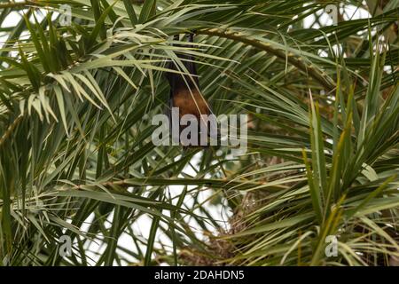 indian Flying Fox oder größere indische Frucht Fledermaus aus nächster Nähe Bild hängt vom Baum mit offenen Augen auf Wald von zentralindien - Pteropus giganteus Stockfoto