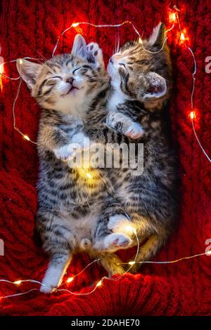 Weihnachtskatzen. Zwei niedliche kleine gestreifte Kätzchen schlafen auf rotem Hintergrund. Kitty mit Weihnachten Girlande Lichter Stockfoto