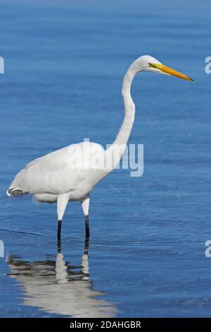 Silberreiher (Ardea Alba) Stockfoto