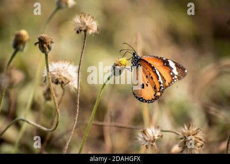 Schmetterling saugen Honig aus der Blume vor verschwommenem Hintergrund Stockfoto