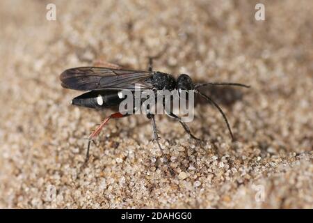 Rote Spinnenwasp Episyron rufipes Stockfoto