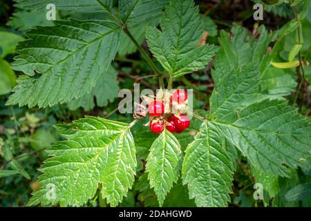 Steinbramble oder Rubus saxatilis im Vanoise Nationalpark Tal, Savoyen, Französische alpen Stockfoto