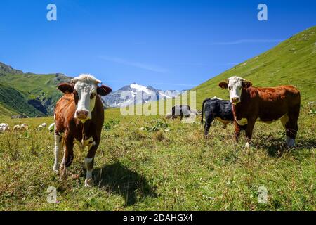 Kühe auf der Alm, Pralognan la Vanoise, Französische Alpen Stockfoto