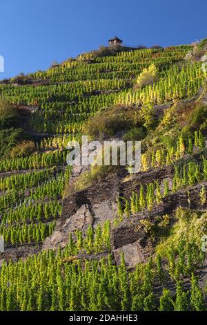 Geographie / Reisen, Deutschland, Rheinland-Pfalz, Rech, Weinberg im Ahrtal (Ahrtal) bei Rech, Additional-Rights-Clearance-Info-not-available Stockfoto