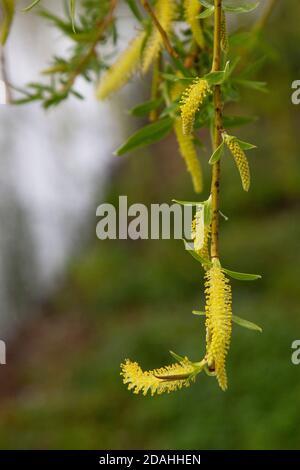 Weide am Wasser mit einer Reflexion. Blühende Weide im frühen Frühjahr. Gelbe Staubblätter und Sie auf den Zweigen. Stockfoto
