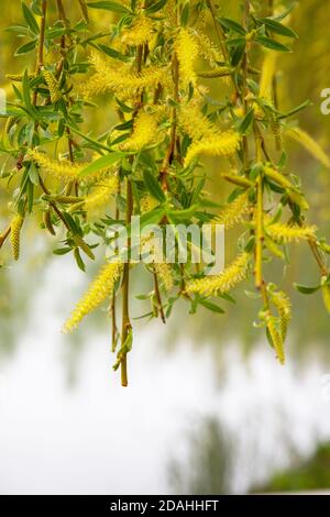 Weide am Wasser mit einer Reflexion. Blühende Weide im frühen Frühjahr. Gelbe Staubblätter und Sie auf den Zweigen. Stockfoto