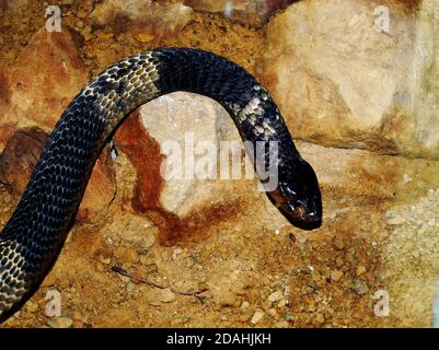 Nahaufnahme einer schnupften Cobra (Naja annulifera), auch als gebänderte ägyptische Cobra bezeichnet, einer großen, sehr giftigen Schlangenart, die im südlichen Afrika vorkommt Stockfoto
