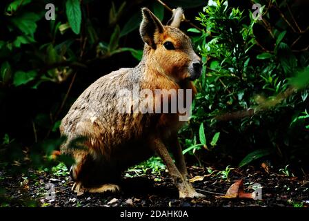 Patagonische mara (Dolichotis patagonum), relativ große Nagetier, auch bekannt als Patagonische Kavie, Patagonischer Hase oder Dillaby. Argentinien Und Patagonien Stockfoto