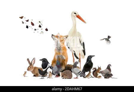 Gruppe von vielen Tieren aus dem europäischen Tierpark und Garten, Rotfuchs, Storch Stockfoto