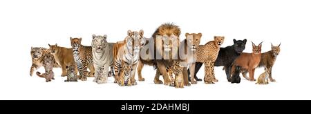 Große Gruppe von vielen erwachsenen Wildkatzen und sie junge Zusammen in einer Reihe Stockfoto