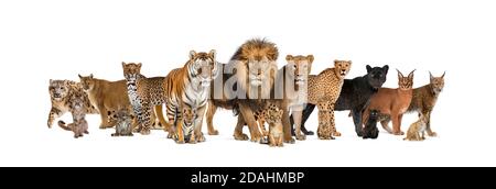 Große Gruppe von vielen erwachsenen Wildkatzen und sie junge Zusammen in einer Reihe Stockfoto