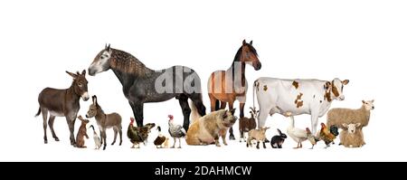 Große Gruppe von vielen Nutztieren stehen zusammen Stockfoto