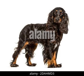 Englischer Cocker Spaniel Hund, isoliert auf Weiß Stockfoto