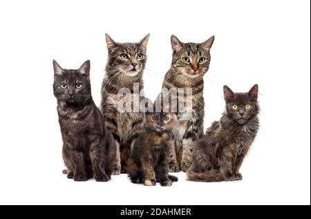 Gruppe von Kreuzkatzen, die in einer Reihe sitzen, isoliert auf Weiß Stockfoto