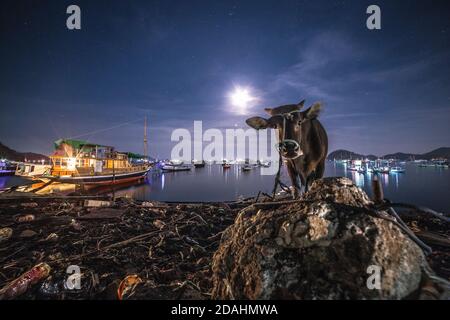 Langzeitaufnahme einer Kuh in einem indonesischen Hafen in der Nacht, Labuan Bajo, Nusa Tenggara, Indonesien. Mit Selektivem Fokus Stockfoto