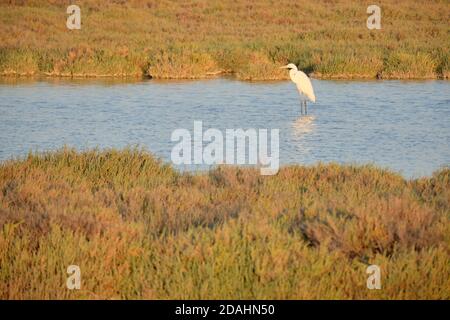 Großer Weißreiher Ardea alba an der Mündung.großer Weißreiher an Naturschutzgebiet Stockfoto