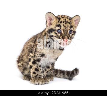 Wolkiger Leopardenjunge, zwei Monate alt, Neofelis nebulosa, isoliert auf Weiß Stockfoto