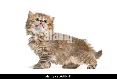 Seitenansicht von Kitten Britisches Langhaar Stockfoto