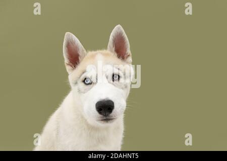 Portrait sibirischer Husky Hund mit ernstem Ausdruck. Isoliert auf grünem Hintergrund. Stockfoto