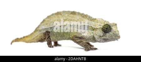 Seitenansicht eines Bartblatt-Chamäleons isoliert auf Weiß Stockfoto