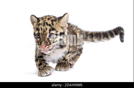 Wolkiger Leopardenjunge, zwei Monate alt, Neofelis nebulosa, isoliert auf Weiß Stockfoto
