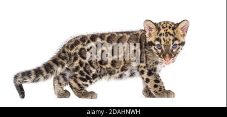 Wolkiger Leopardenjunge, zwei Monate alt, Neofelis nebulosa, isoliert auf Weiß Stockfoto