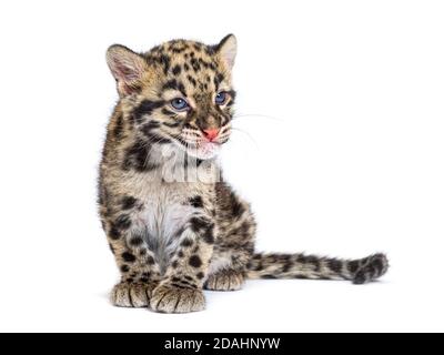 Wolkiger Leopardenjunge, zwei Monate alt, Neofelis nebulosa, isoliert auf Weiß Stockfoto