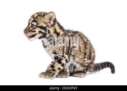 Wolkiger Leopardenjunge, zwei Monate alt, Neofelis nebulosa, isoliert auf Weiß Stockfoto