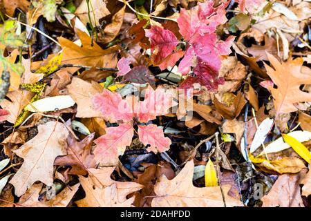 Natürlicher Hintergrund - Draufsicht auf rote Eichenblätter Sprossen über gefallenen Blättern auf Wiese im Wald im Herbst Tag Stockfoto