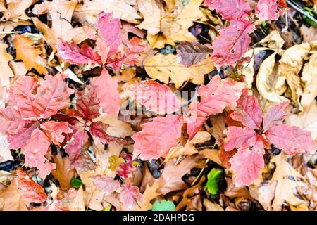 Natürlicher Hintergrund - Draufsicht auf Wildeichensprossen mit Rote Blätter über braun gefallenen Blättern auf Wiese im Wald Am Herbsttag Stockfoto