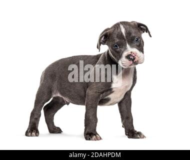 Seitenansicht eines jungen Welpen American Bully stehend, isoliert Stockfoto