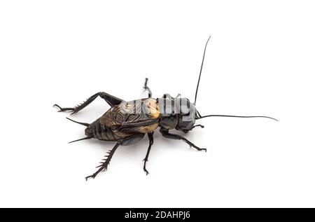 Männliche Feldkricket, isoliert auf Weiß Stockfoto