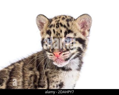 Wolkiger Leopardenjunge, zwei Monate alt, Neofelis nebulosa, isoliert auf Weiß Stockfoto
