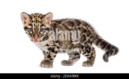 Wolkiger Leopardenjunge, zwei Monate alt, Neofelis nebulosa, isoliert auf Weiß Stockfoto