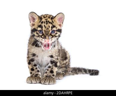Wolkiger Leopardenjunge, zwei Monate alt, Neofelis nebulosa, isoliert auf Weiß Stockfoto