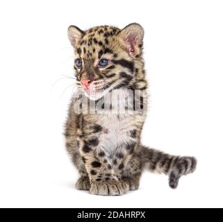 Wolkiger Leopardenjunge, zwei Monate alt, Neofelis nebulosa, isoliert auf Weiß Stockfoto