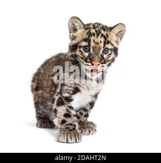 Wolkiger Leopardenjunge, zwei Monate alt, Neofelis nebulosa, isoliert auf Weiß Stockfoto