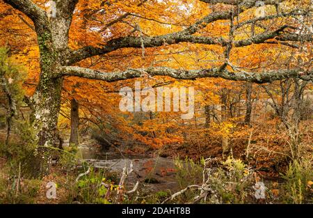 Buchenwald im Herbst in der Nähe der Stadt Montejo de la Sierra in Spanien. Es ist der südlichste Buchenwald in Europa. Stockfoto