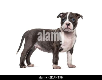 Seitenansicht eines jungen Welpen American Bully stehend, isoliert Stockfoto