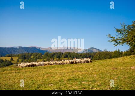 Schöner Weg nach Borisov und Ploska - in der slowakischen Velka Fatra. Sonniges Herbstpanorama. Stockfoto