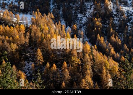 Blick auf die Berge mit orangefarbenen Lärchen Bäumen Laub im Spätherbst, mit Schnee an einem sonnigen Tag. Val Masino, Lombardei, Italien. Hintergrund oder Hintergrundbild. Stockfoto