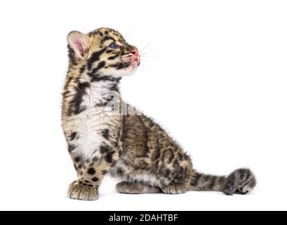Wolkiger Leopardenjunge, zwei Monate alt, Neofelis nebulosa, isoliert auf Weiß Stockfoto