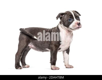 Seitenansicht eines jungen Welpen American Bully stehend, isoliert Stockfoto