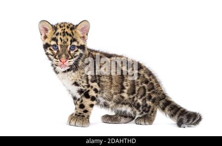 Wolkiger Leopardenjunge, zwei Monate alt, Neofelis nebulosa, isoliert auf Weiß Stockfoto