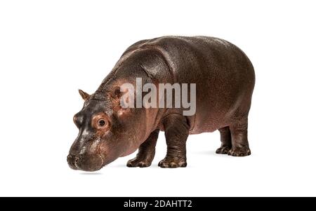 Hippo Kalb, 3 Monate alt, isoliert, Hippopotamus amphibius Stockfoto