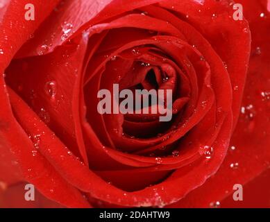Nahaufnahme einer roten Rose, die mit Tautropfen bedeckt ist Stockfoto
