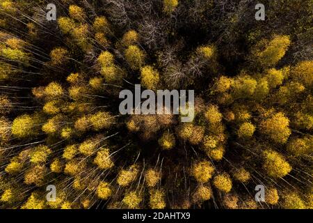 Vollformat Luftaufnahme der gelben Birke Baum Wald Baldachin Per Drohne Stockfoto